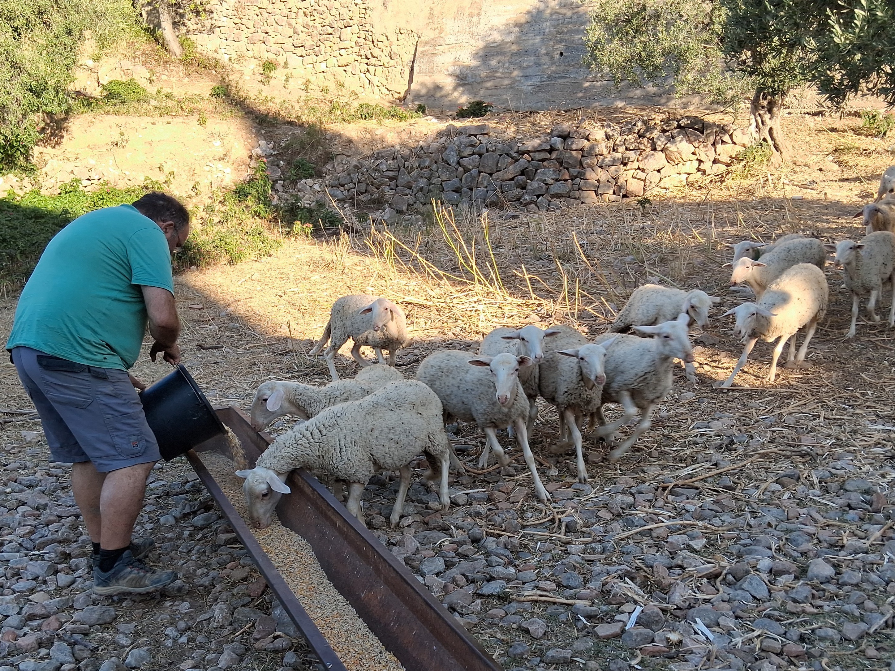Saborea Guara Somontano fomenta la prevención de incendios con las ovejas como aliadas