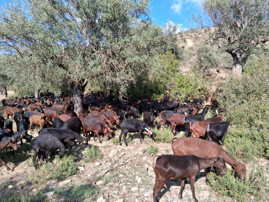 Alquézar. Aporte de pienso