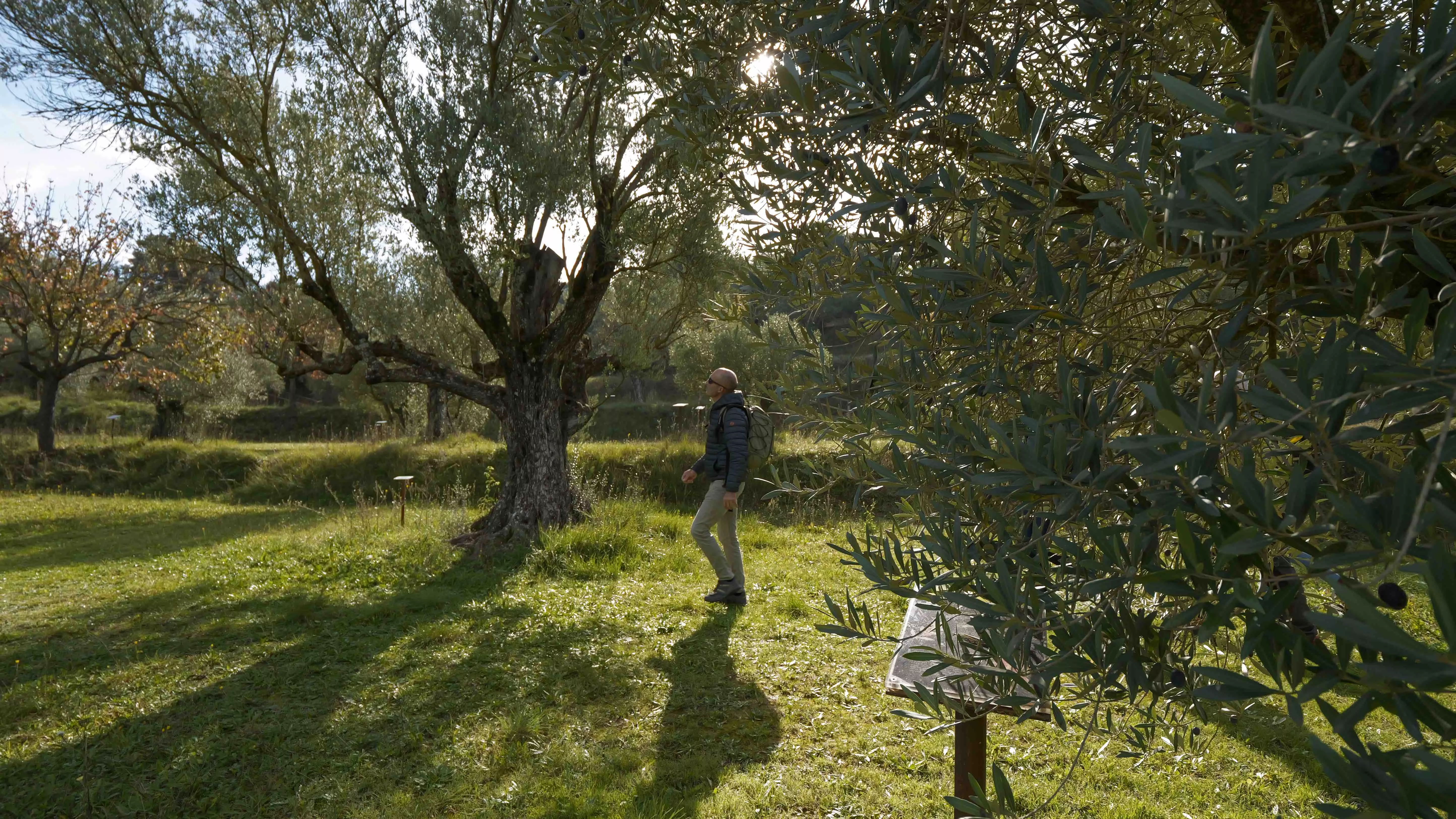 Saborea Guara Somontano pone en marcha un proyecto de olivares vivos, huertos perimetrales y pastoreo preventivo