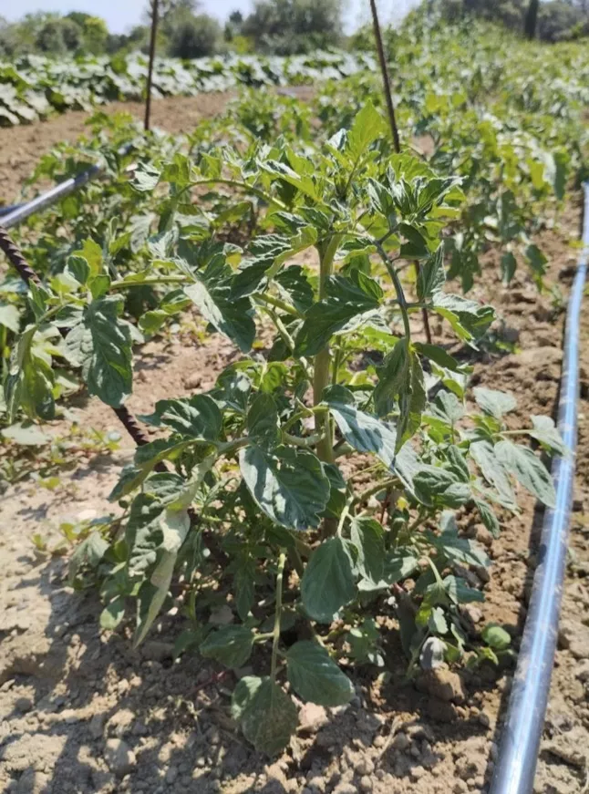 La Comarca de Somontano recupera variedades tradicionales para su venta en el mercado de Barbastro