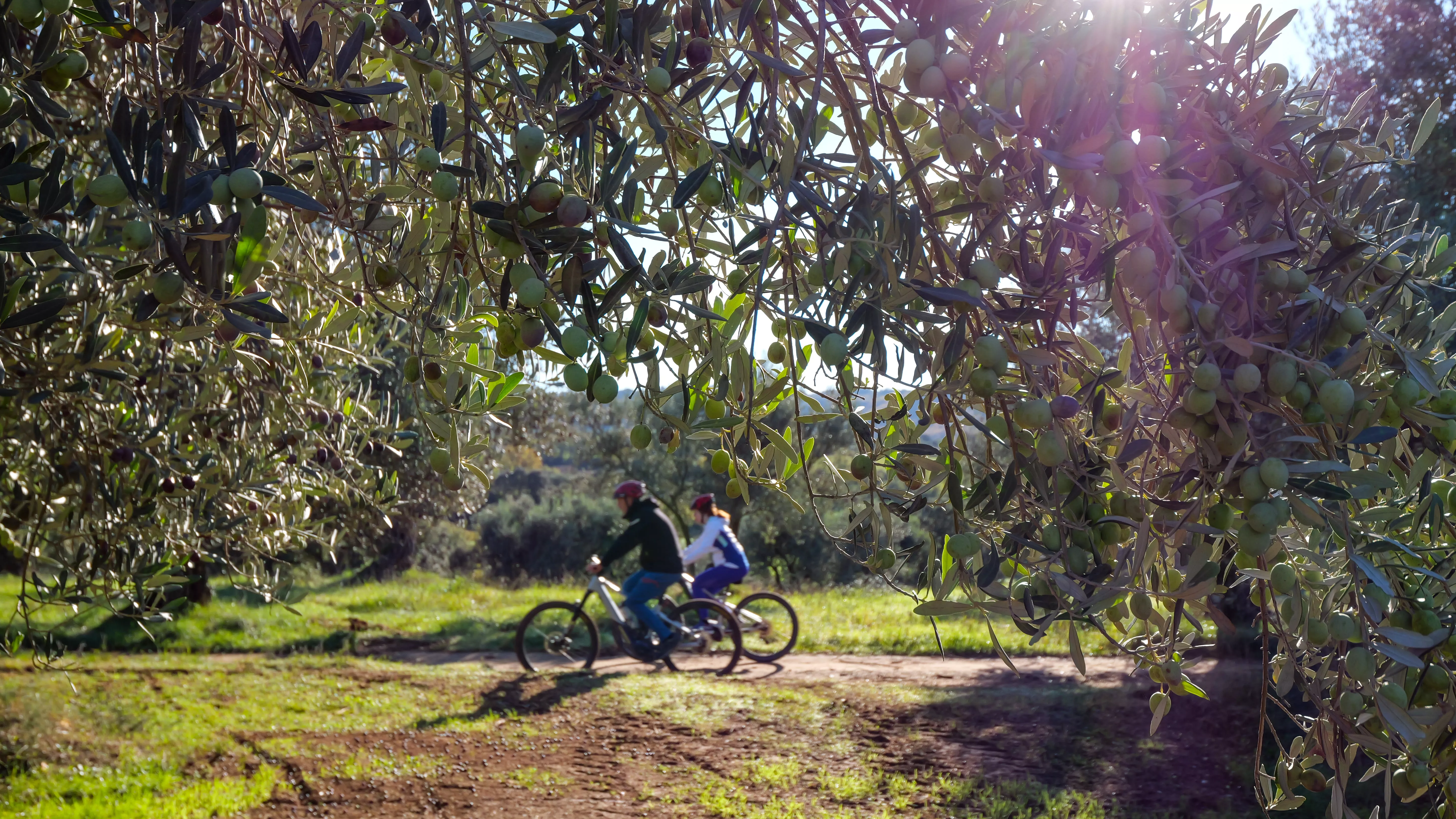 Rutas en bici entre viñedos