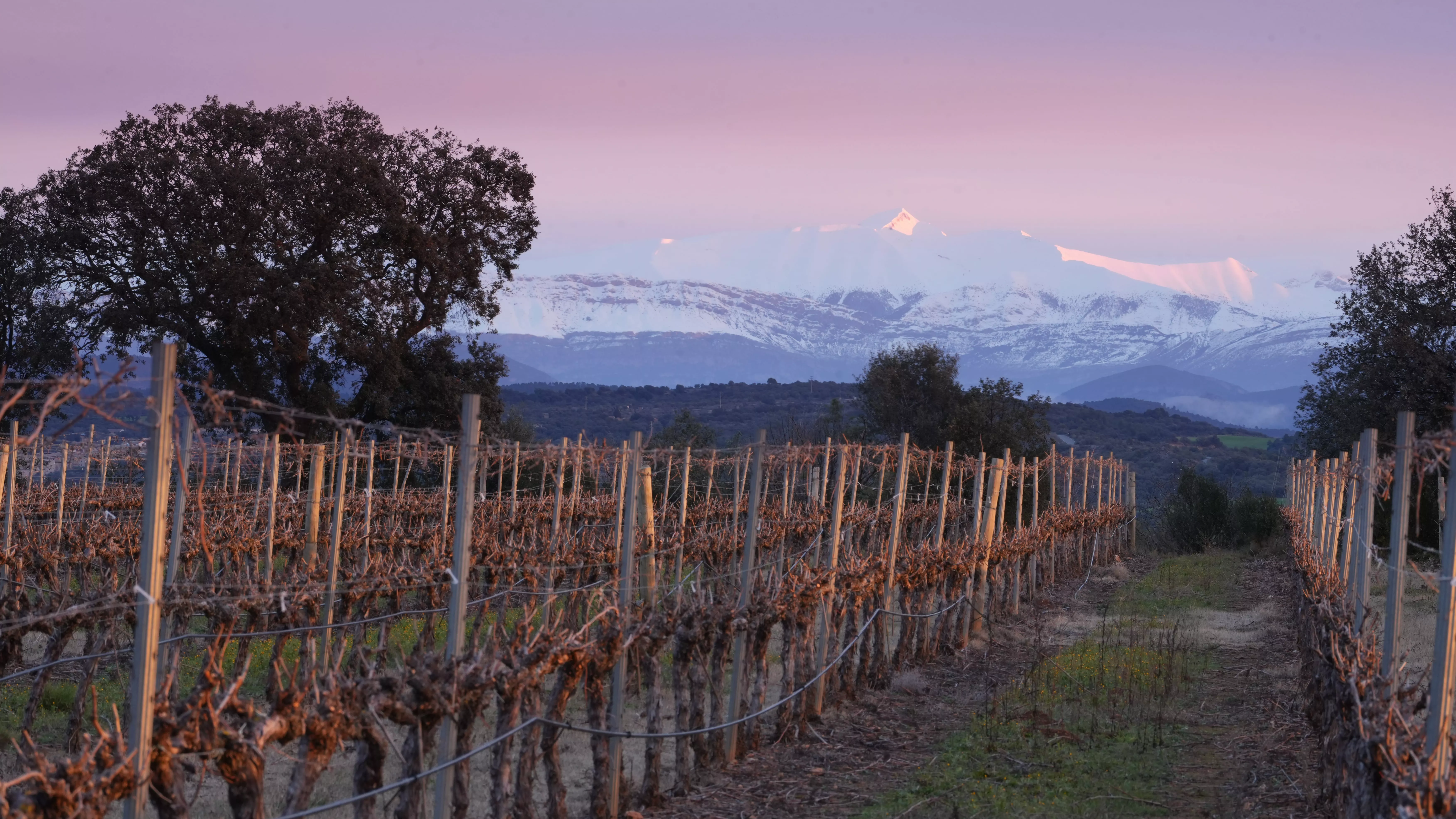 Viñedos