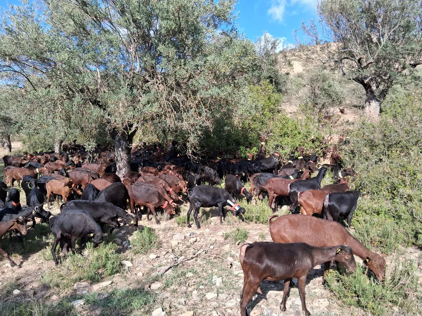 Alquézar. Aporte de pienso